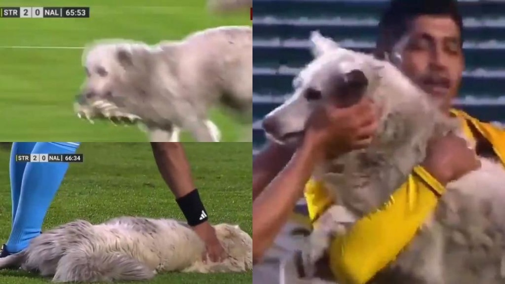 Invadiu o campo, roubou uma chuteira e foi adotado. Captura/TigoSports