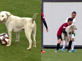 Un perro interrumpió un partido en Turquía. Capturas/Reuters